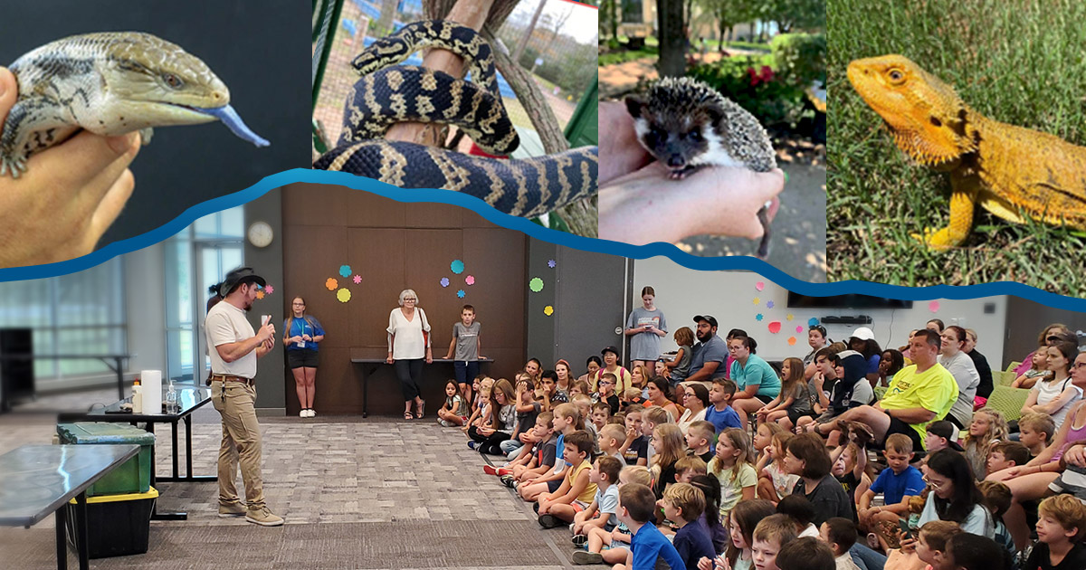 Collage of animal photos, including a blue tongue skink, snake, hedgehog, and a bearded lizard above a photo of the Learning Zoo presenter standing and showing an animal to a large group of seated children and parents.